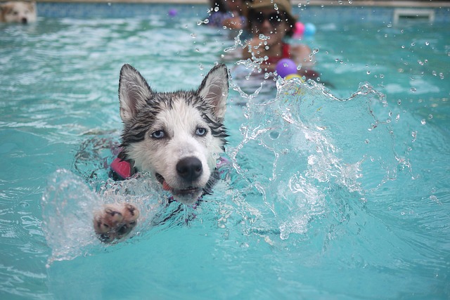 sibiřský husky v bazénu